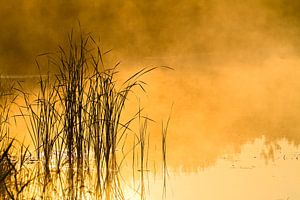 Schilf im nebligen Wasser während der goldenen Stunde
