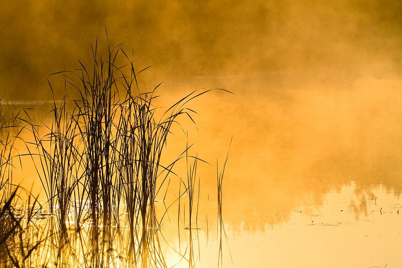 Reed in foggy water during golden hour by Mark Scheper