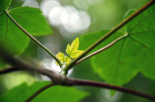 Young leaves in Cassiobury Park, Watford, England