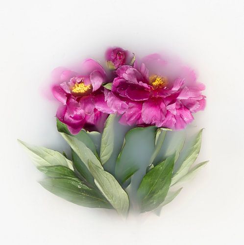 Pioenrozen in melkbad