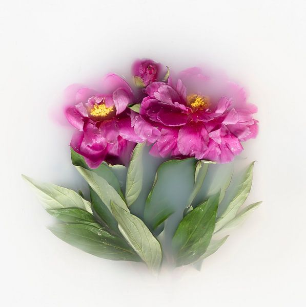 Pivoines dans un bain de lait par Mariska Vereijken