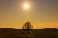 Een boom en de zon van Frank Herrmann thumbnail