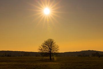Un arbre et le soleil sur Frank Herrmann