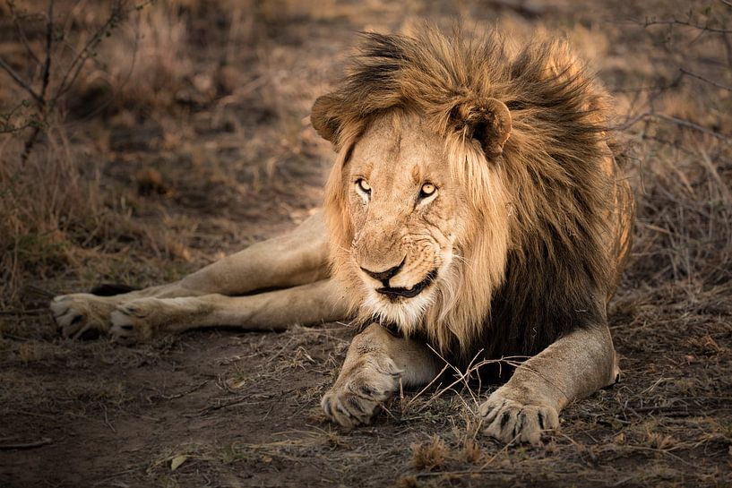 Lion par Thomas Froemmel