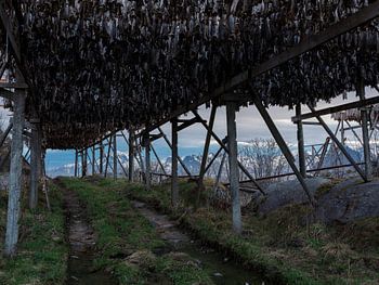 Drogende vis in Lofoten