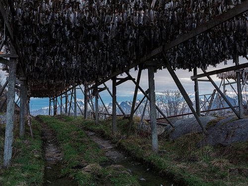 Drying fish in Lofoten