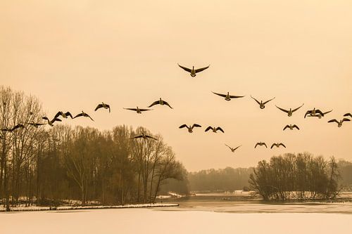 Gansen die opvliegen bij de bevroren vijvers van Erenstein bij Kerkrade 
