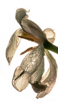 bloemblaadjes met structuur