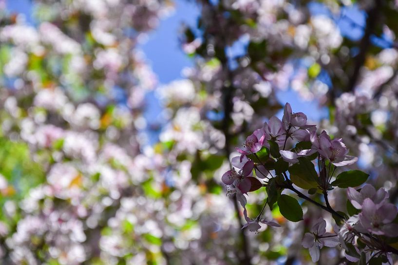 Roze bloesem par Eline Huizenga