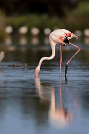 Pink flamingo (Phoenicopterus roseus)