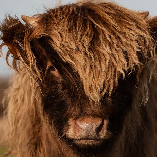Young Scottish Highland cow cattle calf