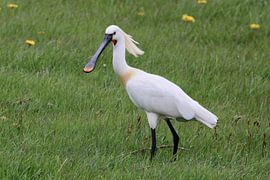 Lepelaar by Wierd Koops