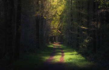 Zon in het Bos van Zwoele Plaatjes