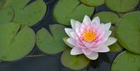 roze waterlelie