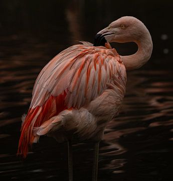 Flamingo. van Wouter Van der Zwan