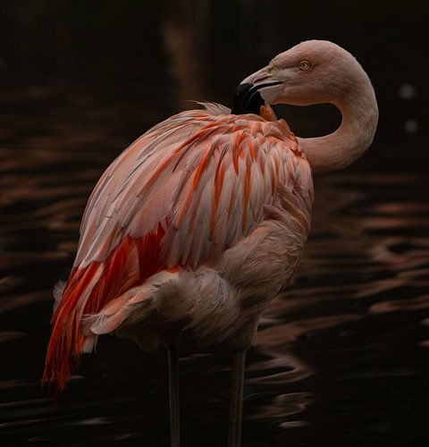 Flamingo.