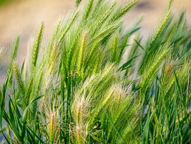 Planten op het strand