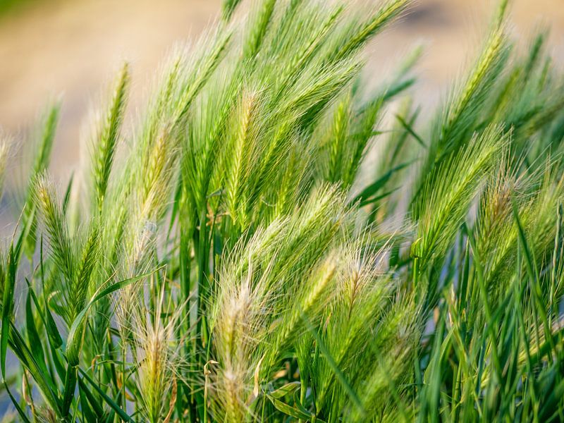 Plants on the beach by Mustafa Kurnaz