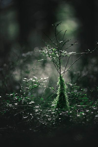 Mini-Baum auf der Veluwe von Nikki IJsendoorn