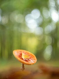 Fly agaric panorama