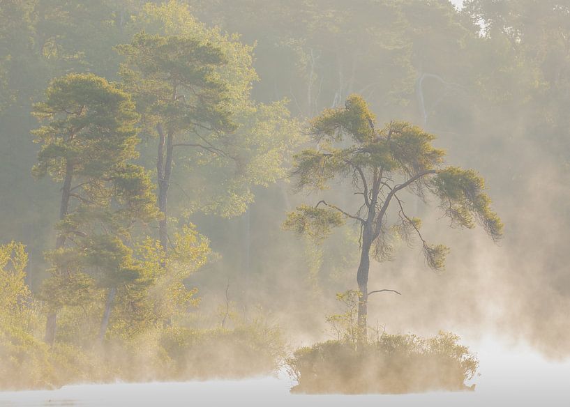 Een mistige ochtend in Brabant in de zomer van Andy Luberti