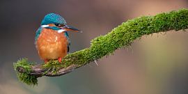 Pretty woman by Kingfisher.photo - Corné van Oosterhout