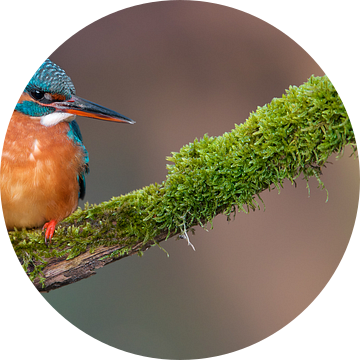 IJsvogel van IJsvogels.nl - Corné van Oosterhout