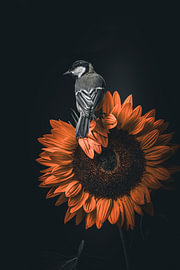 tournesol