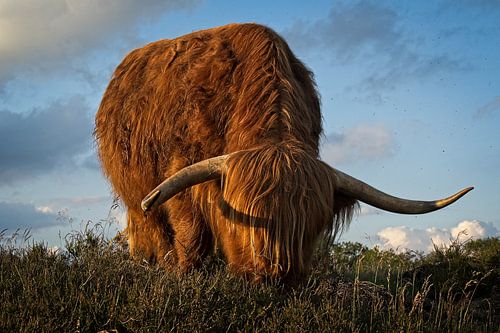 Scottish Highlander grazing