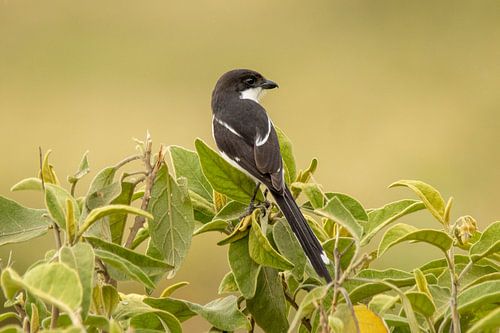 Southern collared vulture