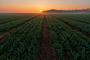 Tulpenveld zonsopkosmt