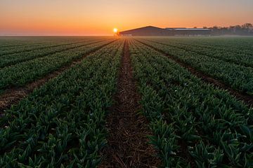 Tulip field sun opkosmt by Rick Kloekke