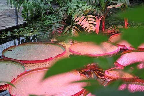 Reuze waterlelie Victoria Amazonica