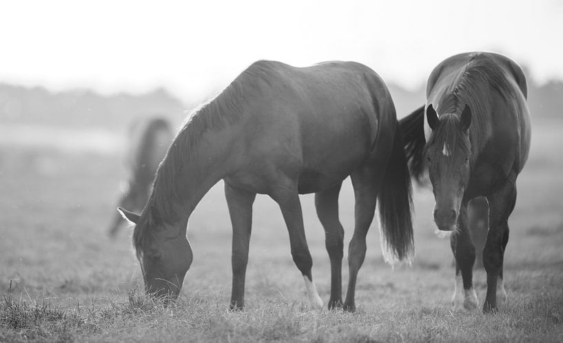 paard by Rando Kromkamp Natuurfotograaf