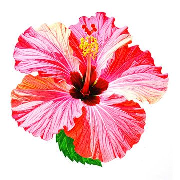 Schilderachtige hibiscusbloem uit serie A 02B van AidasignArt