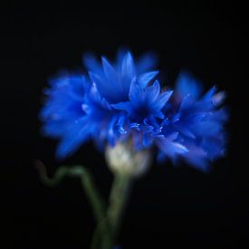 Cornflower #7933 by Daan Overkleeft