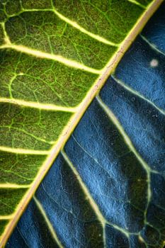Texture des feuilles
