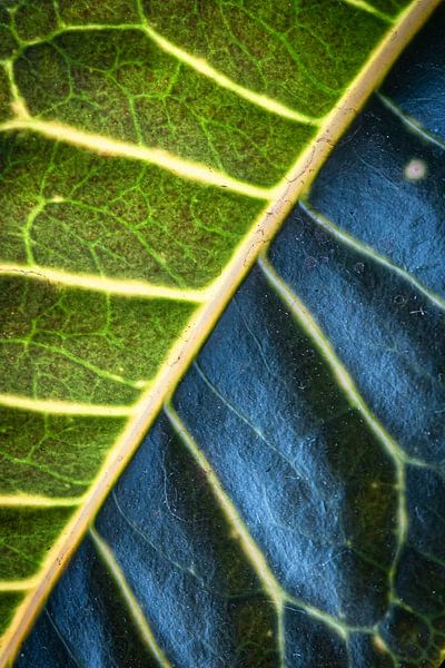 Leaf Texture by BNW Nude Art