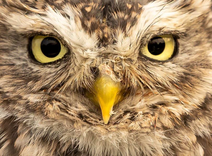 Les yeux d'une petite chouette. par Wouter Van der Zwan