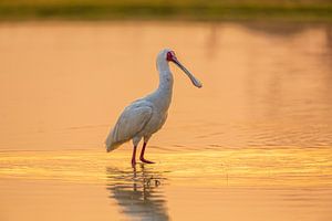 Afrikanischer Löffler im See bei Sonnenuntergang