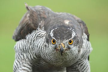 Havik (Accipiter gentilis) van Ronald Pol