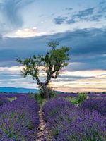 lavender fields with a tree in the beautiful last sunlight of the day..,