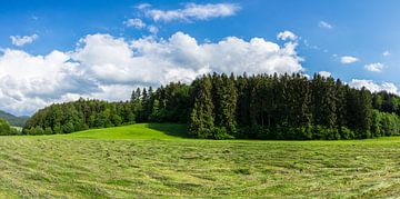 Duitsland, XXL zwart bos panorama met gemaaid veld van adventure-photos