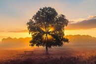 Gasterse Duinen during Sunrise by Henk Meijer Photography thumbnail