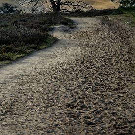 Morgenspaziergang von Danny van Kolck