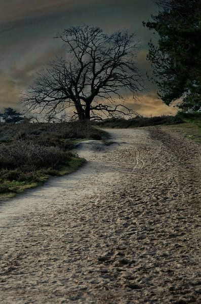 Morning walk by Danny van Kolck