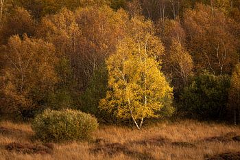 Berk in herfstig ochtendlicht