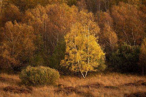 Birke im herbstlichen Morgenlicht