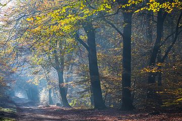 Autumn in the Speulder Forest by Bert van Wijk