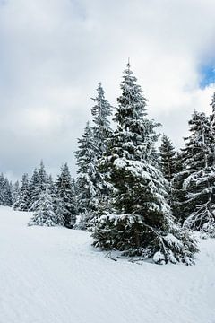 Winter im Riesengebirge bei Janske Lazne, Tschechien von Rico Ködder